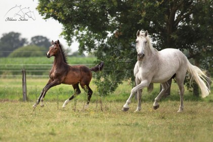 paard-tintin-6.jpg