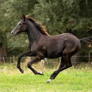paard-domina-4-152234.jpg
