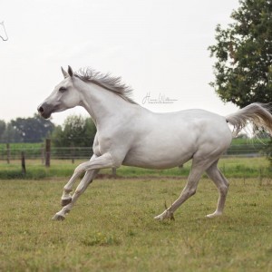 paard-marilyn-3.jpg