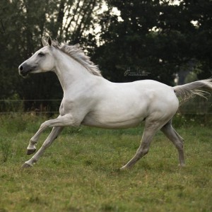 paard-marilyn-4.jpg