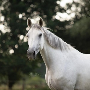 paard-marilyn-5.jpg
