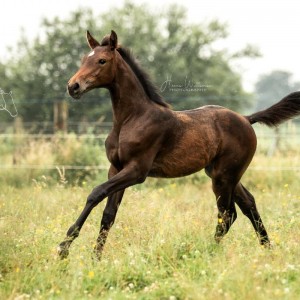 paard-vienna-5.jpg